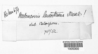 Image of Melanconiella leucostroma